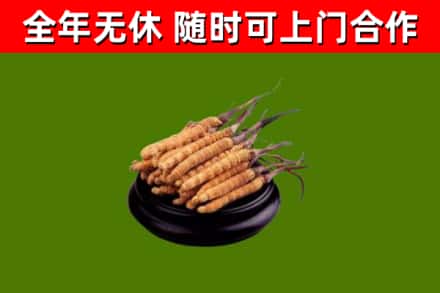贵溪市烟酒回收冬虫夏草.jpg